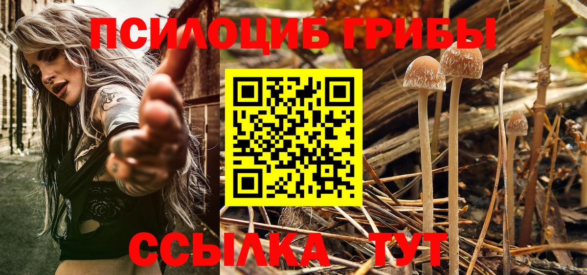 наркошоп  Псилоцибиновые грибы прущие грибы  Псилоцибиновые грибы Psilocybe  Вход с VPN  Димитровград 